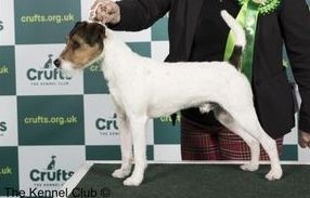 Scott 11 mars 2023 Crufts (av 111 deltagande Parsons blev Scott Bäst I Rasen) Resultat: Yearling Dog 1st Place & Dog Challenge Certificate & Best of Breed